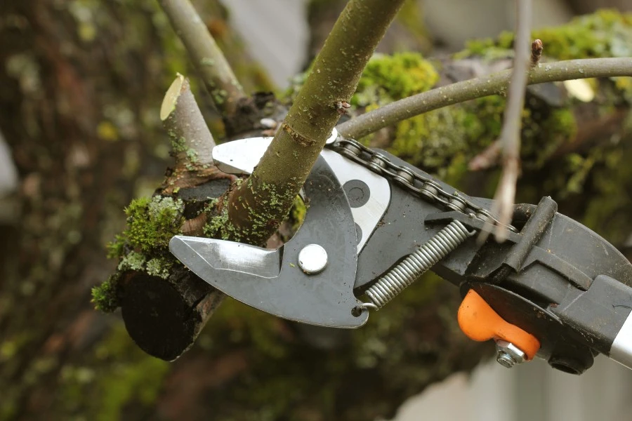 Tree Services